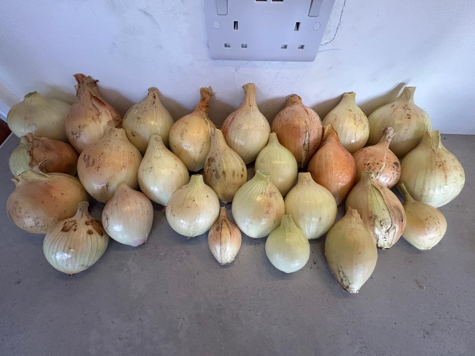 Fresh onions