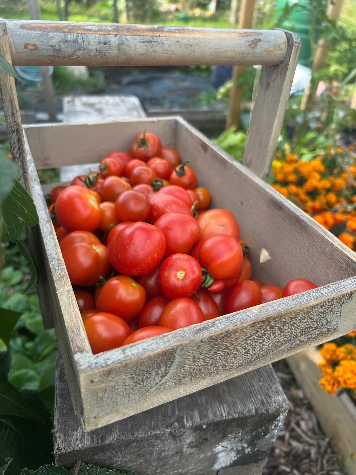 Tomato harvest